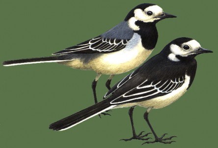 wittekwikstaart witte kwikstaart