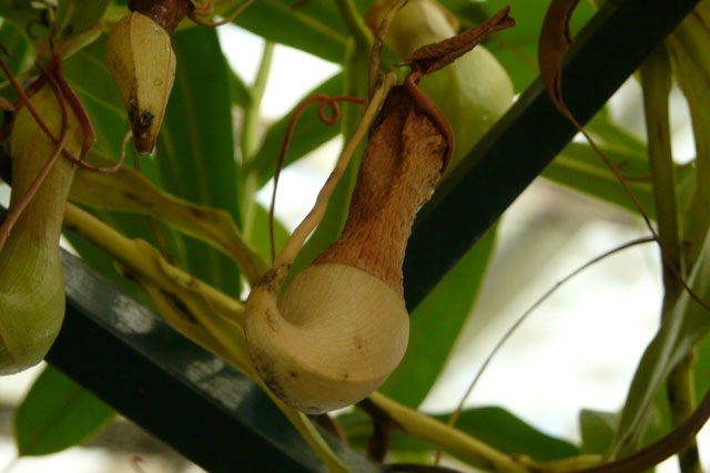 Vliegenvanger Nepenthes