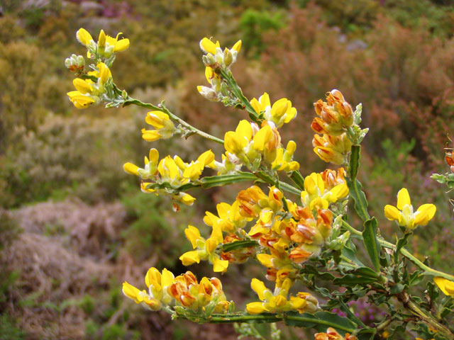 genista_tridentata