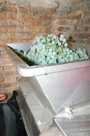 Trechter met druiven boven gistingstank Trechter met druiven boven gistingstank
