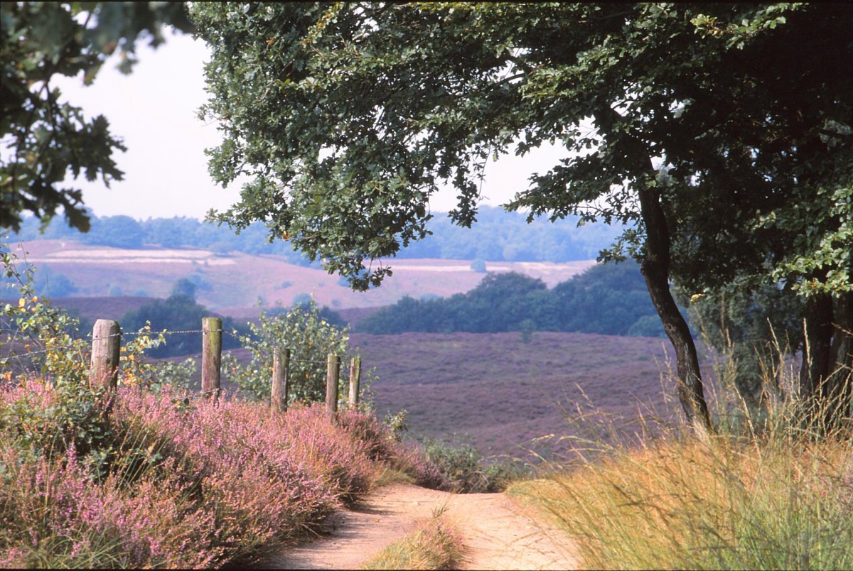 Veluwe