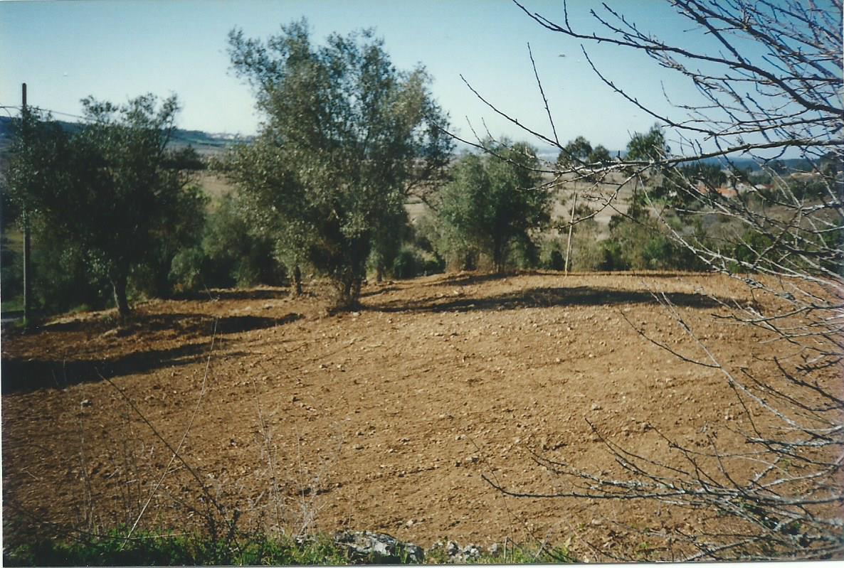 een heuvel met kale grond en een paar olijfbomen