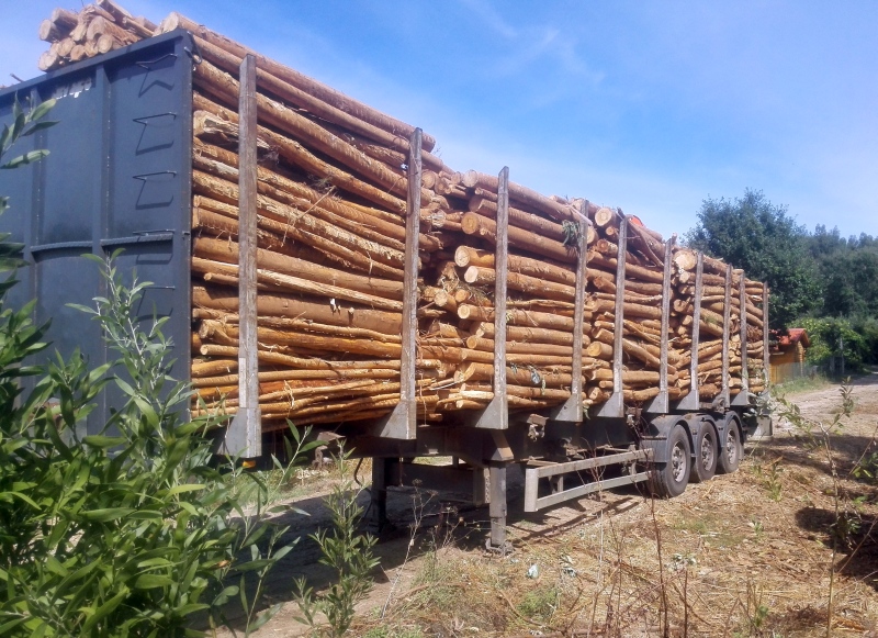 Eucalyptusbomen op een aanhanger