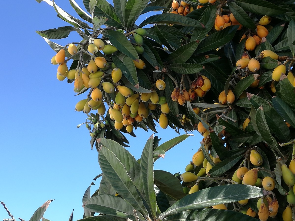 Maart: bijna rijpe loquatvruchten tegen een blauwe hemel in Tavira.
