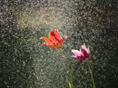 bloemen in de regen. Foto: Michael Podger