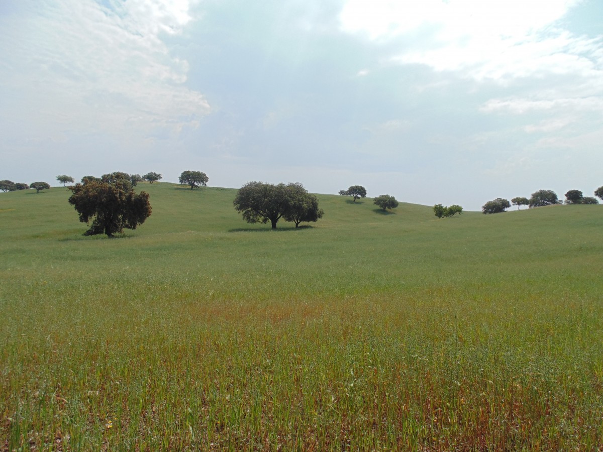 Alentejo Portugal, dicht bij de Stupa, boeddhistisch monument