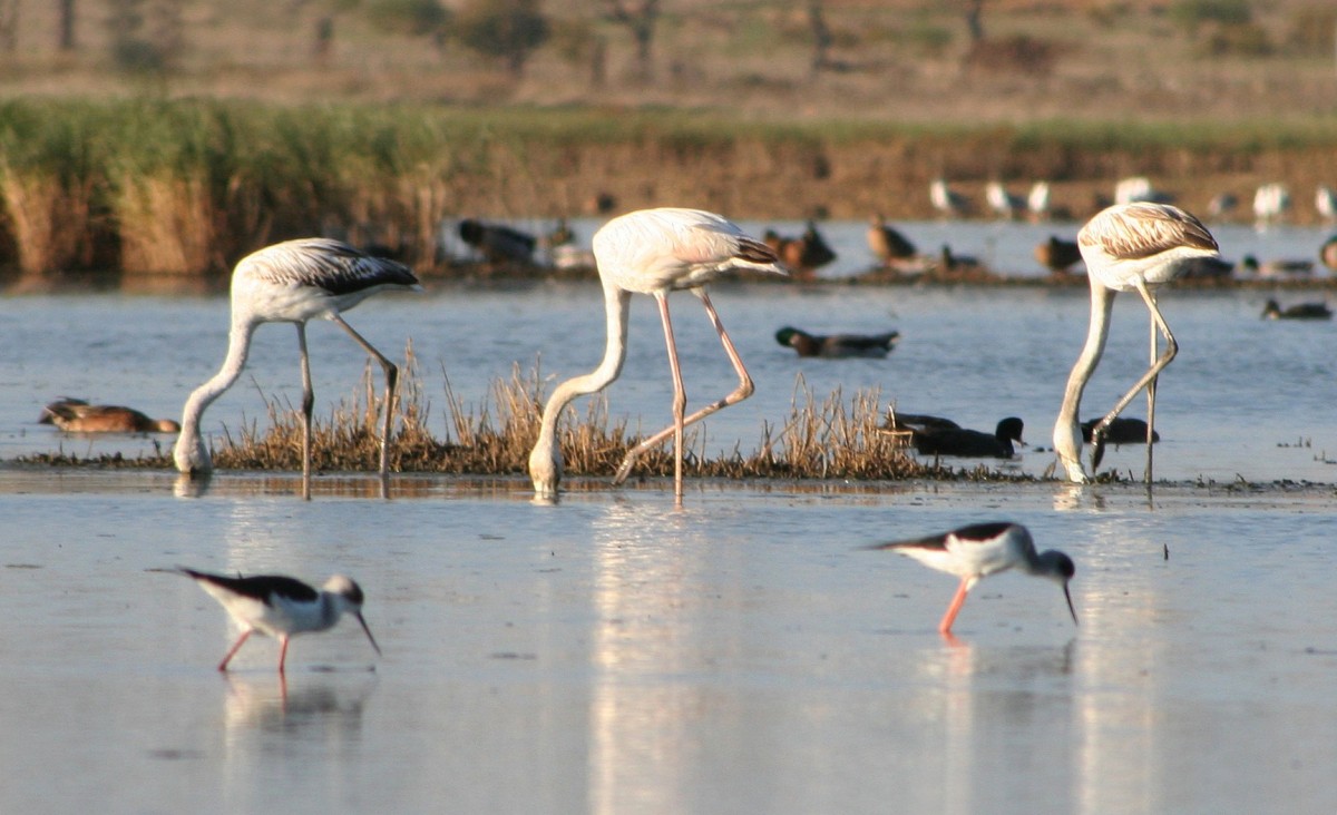 Drie flamingo´s, allemaal et de kop in het water. Op de voorgrond twee steltkluten.