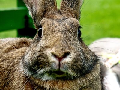 Close-up van een konijn wat recht in de camera kijkt, alsnof het geen idee heeft van wat er gaat gebeuren.