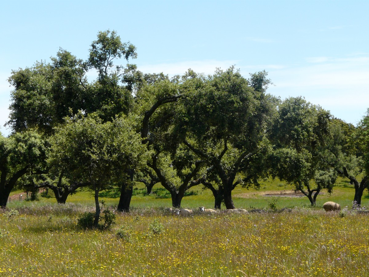 Schapen onder bomen