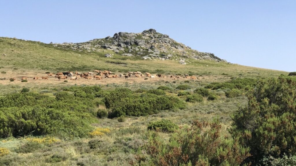 Loslopende koeien bij Tourém, Noord Portugal