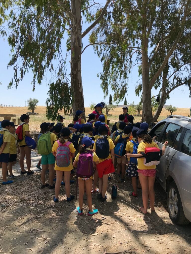 groep verkennertjes onder eucalyptusbomen