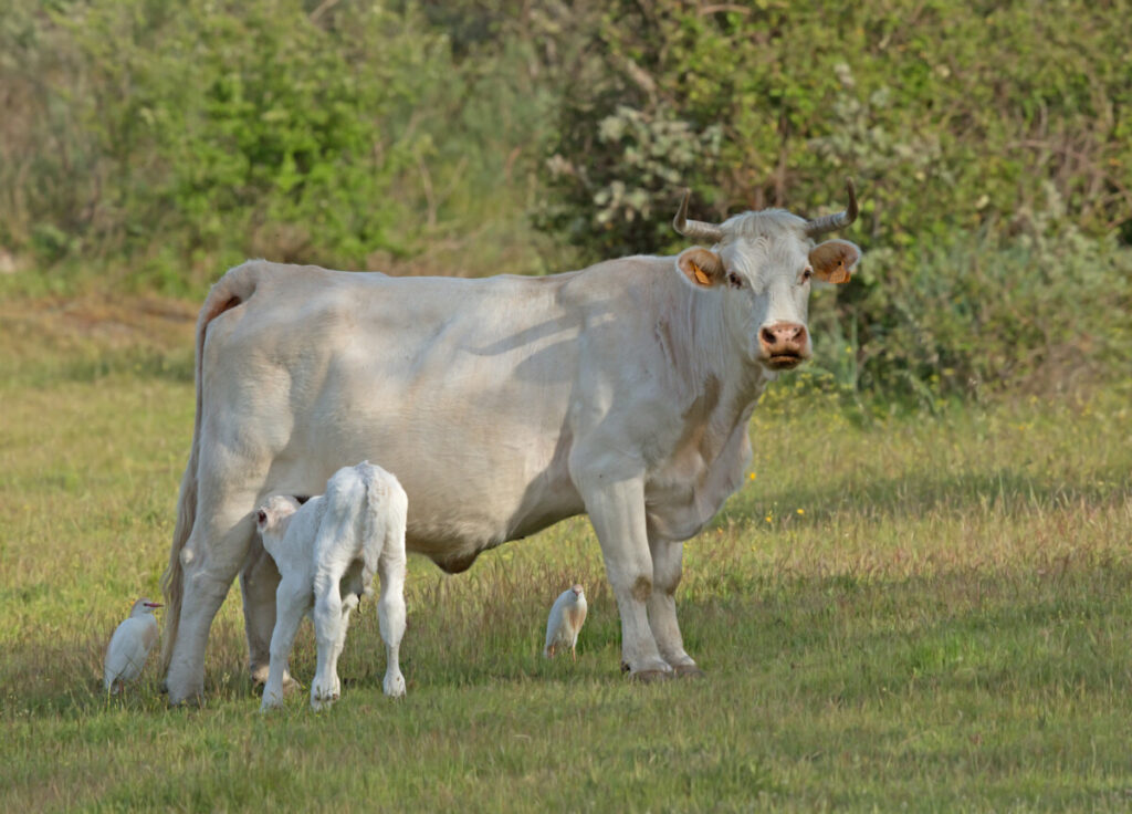 koereigers met koe en kalfje