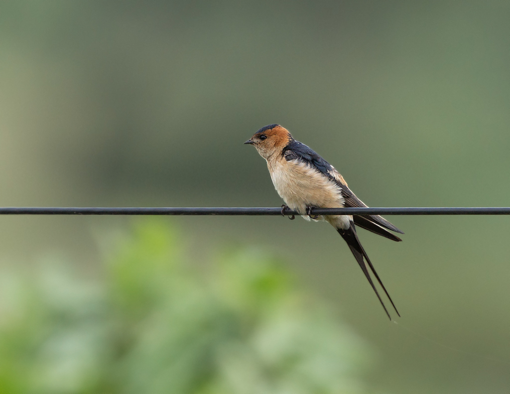 Bijzonder scherpe foto van roodstuitzwaluw 