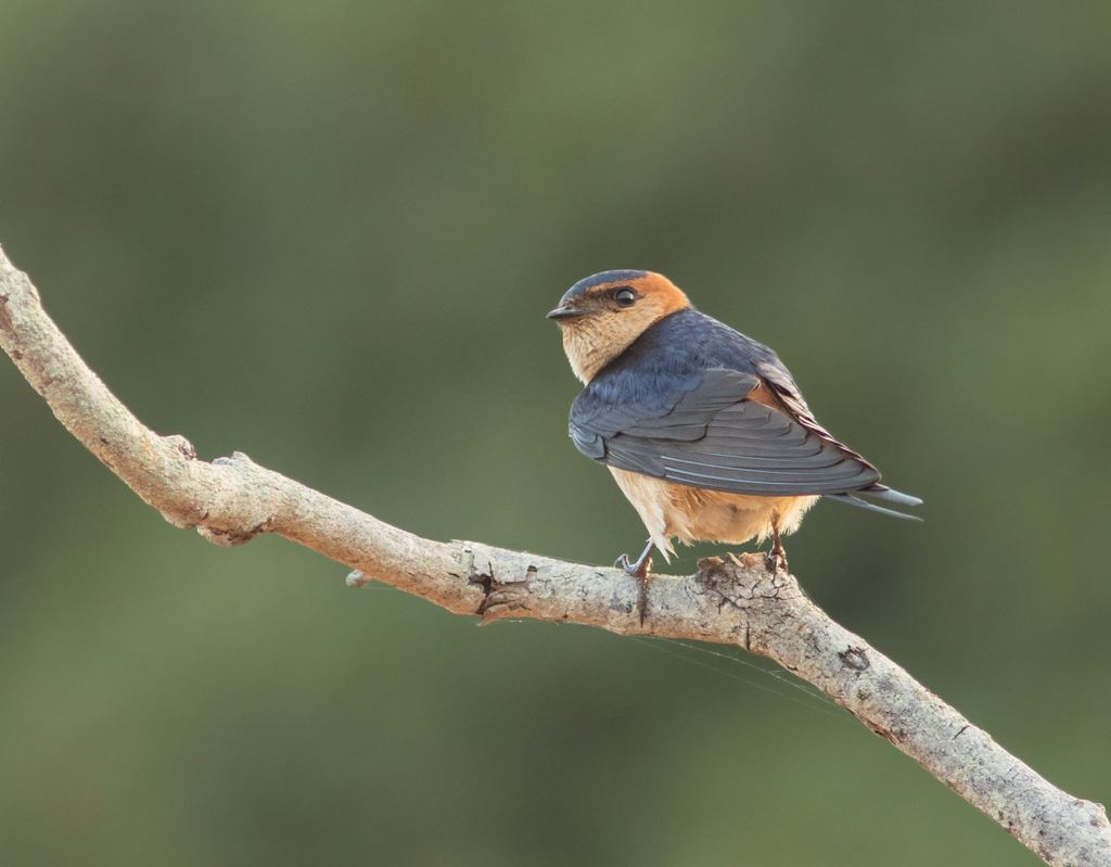 Bijzonder scherpe foto van roodstuitzwaluw 