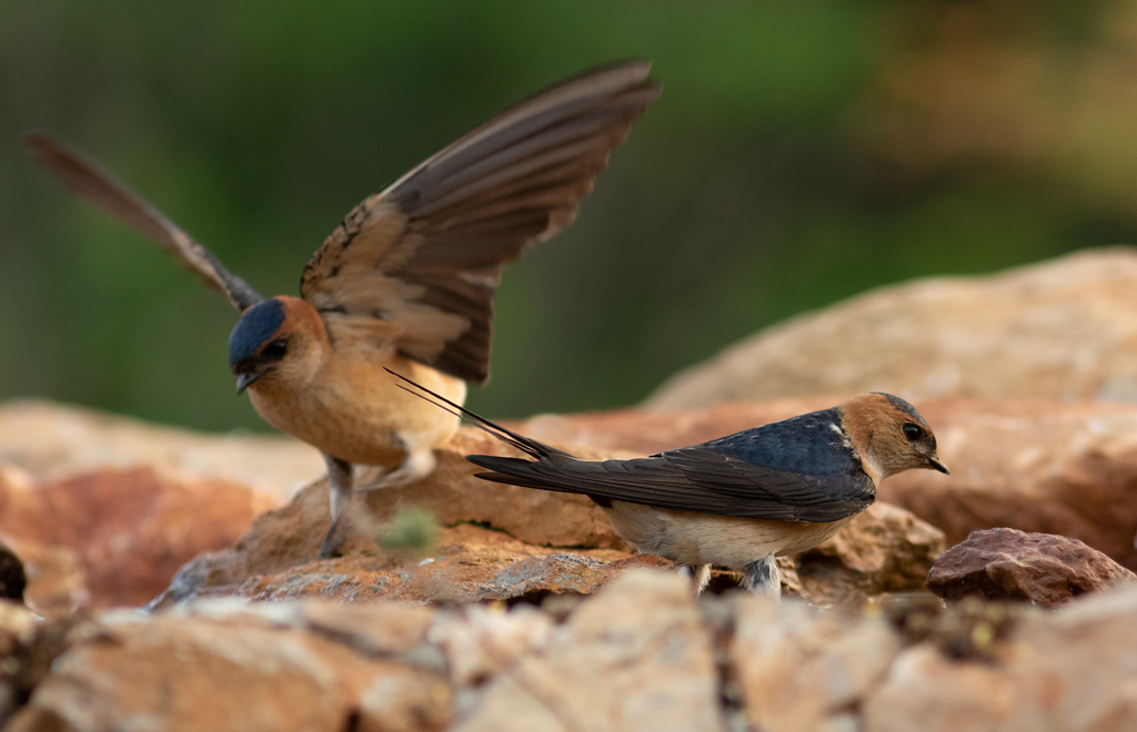 Bijzonder scherpe foto van roodstuitzwaluwen