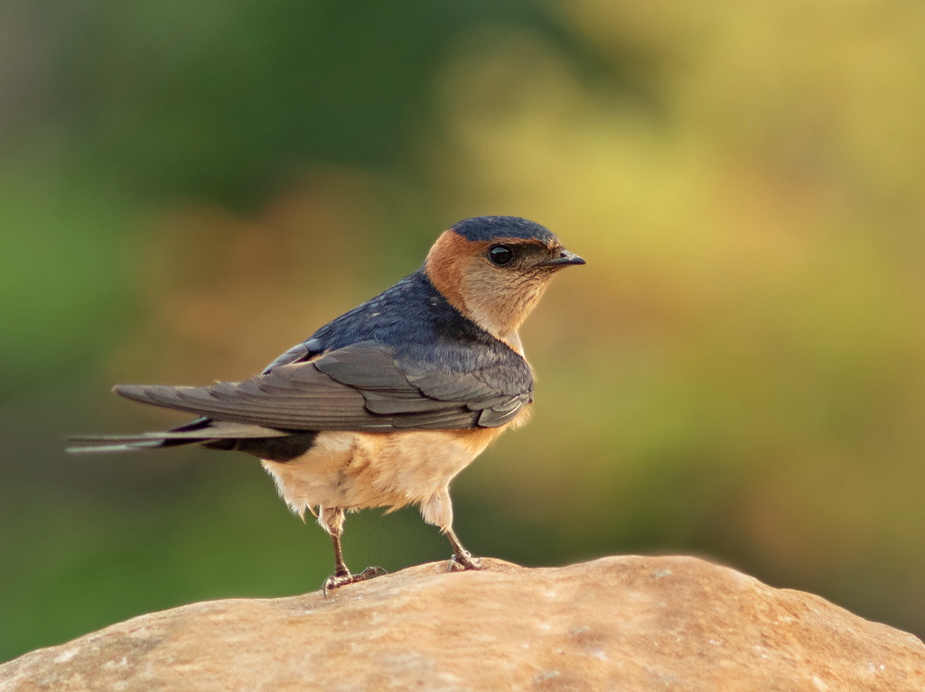 Bijzonder scherpe foto van roodstuitzwaluw 