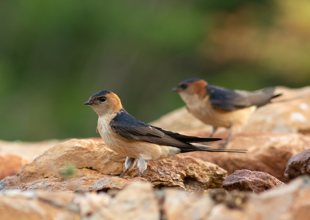 Bijzonder scherpe foto van roodstuitzwaluw 