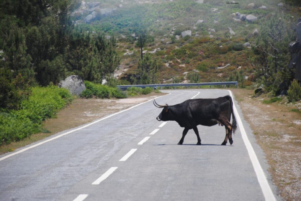 Koeien op de weg. Pas op voor overstekende koeien. Langzaam rijden er kan nog een andere koe aankomen.