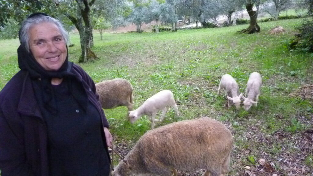 Albertine en haar schapen