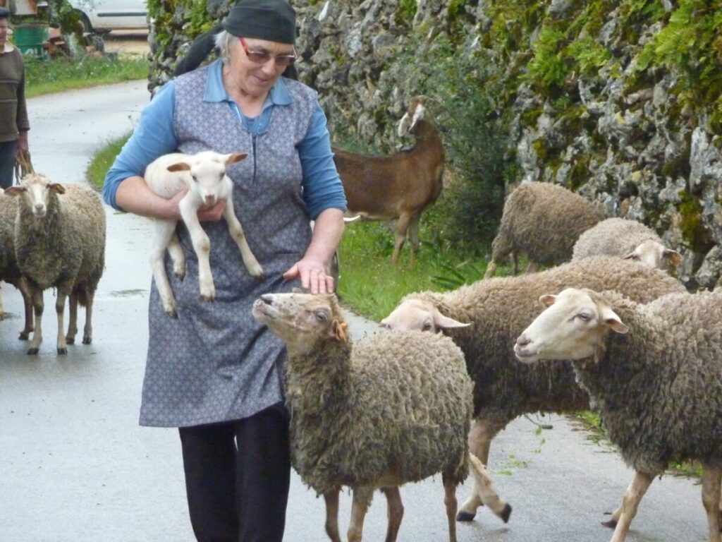 Albertine en haar schapen die melk en kaas leveren