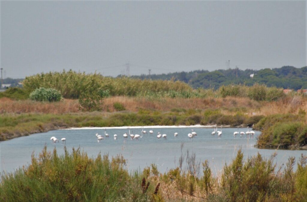 Flamingo's de magische vogels die hier in Portugal in grote getale aanwezig zijn