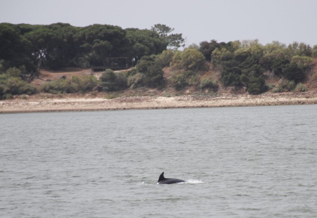 Dolfijnen in de baai van Setubal tussen het vaste land en Troia in