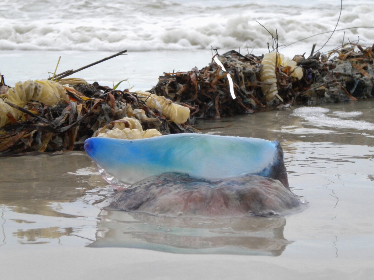 Het Portugees oorlogsschip