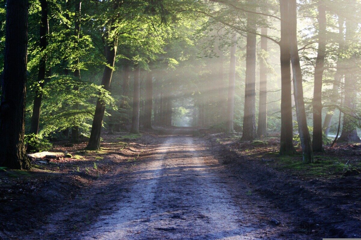 Een off-grid pad in de bossen met zonnestralen die door de bomen heen schijnen