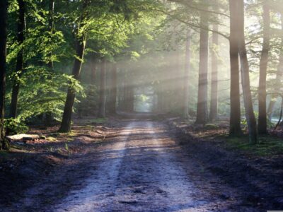 Een off-grid pad in de bossen met zonnestralen die door de bomen heen schijnen