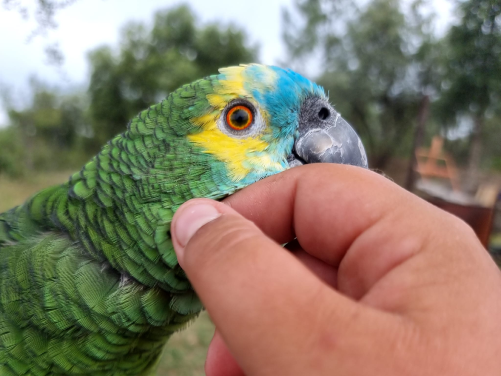 Mooie gekleurde papegaai