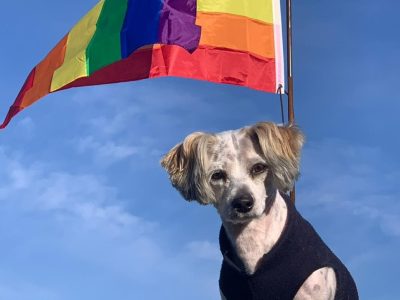 Verbaasd kijkende hond met een LGBTI+ vlag op de achtergrond (regenboogvlag)