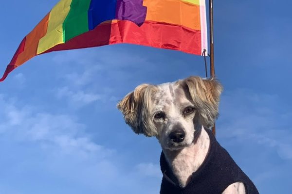 Verbaasd kijkende hond met een LGBTI+ vlag op de achtergrond (regenboogvlag)