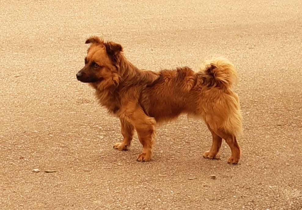 bruine hond