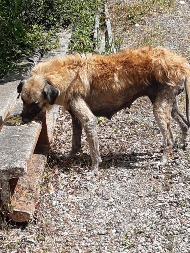 hond in slechte conditie
