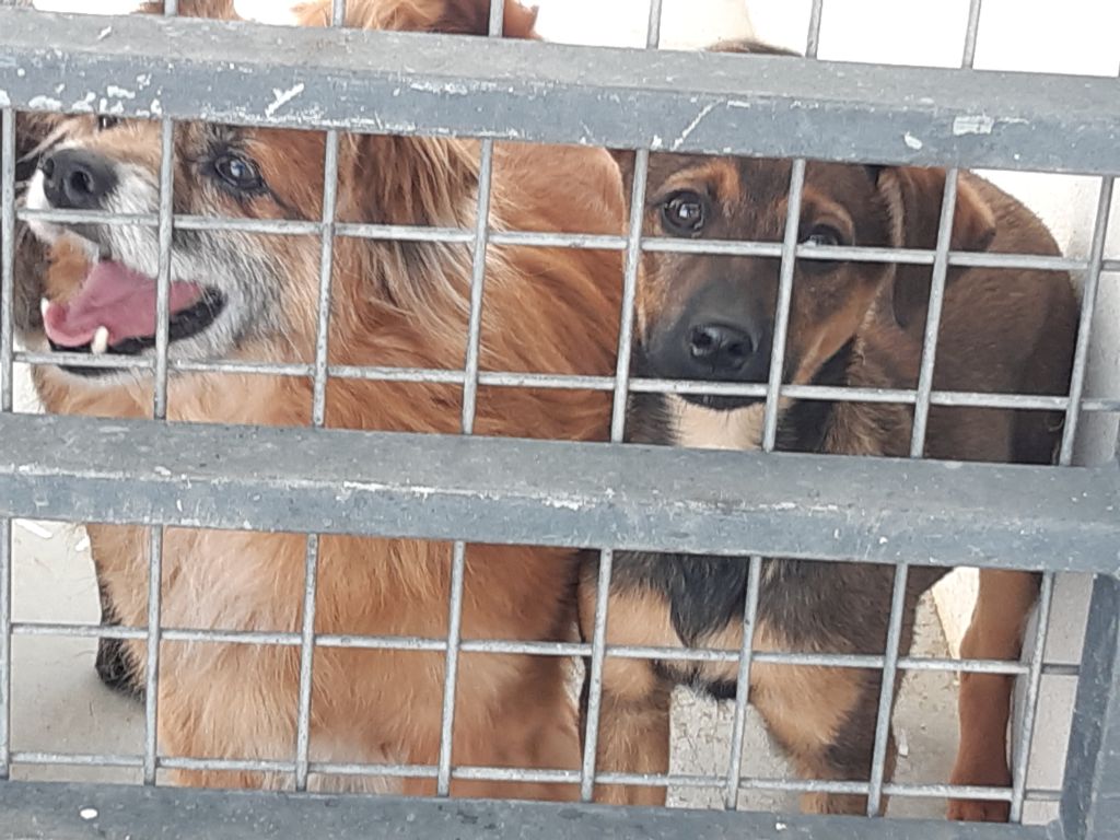 honden in asiel