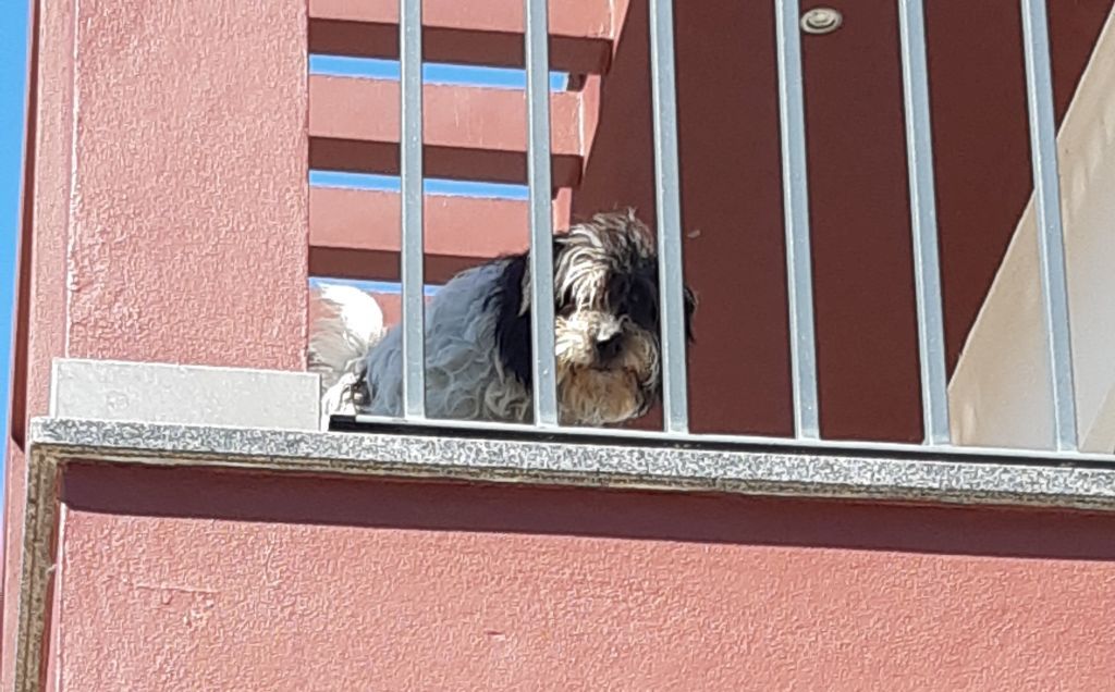 hond op balkon