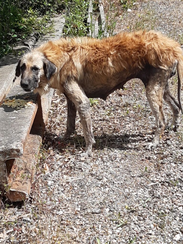 hond in slechte conditie