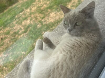 Poes ligt in de vensterbank te zonnen. (Uit eigen afbeeldingen.)
