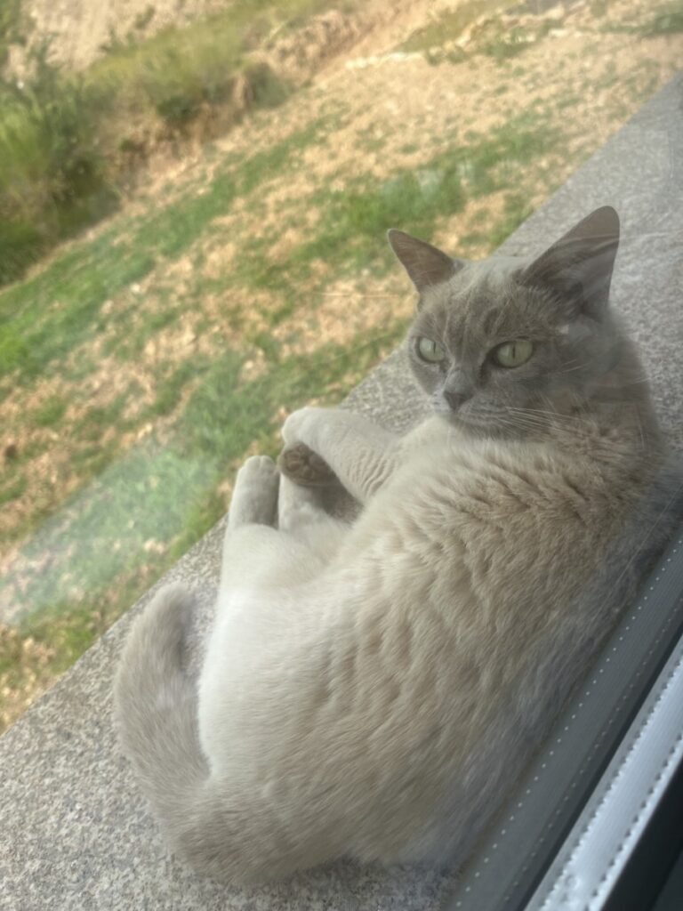 Poes ligt in de vensterbank te zonnen. (Uit eigen afbeeldingen.)