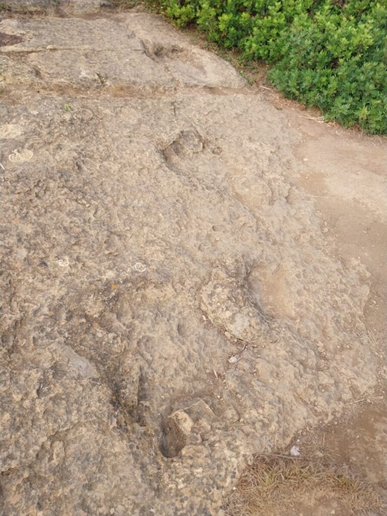 Voetafdrukken dinosaurussen 