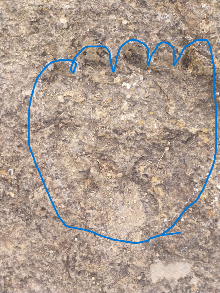 Voetafdrukken dinosaurussen 