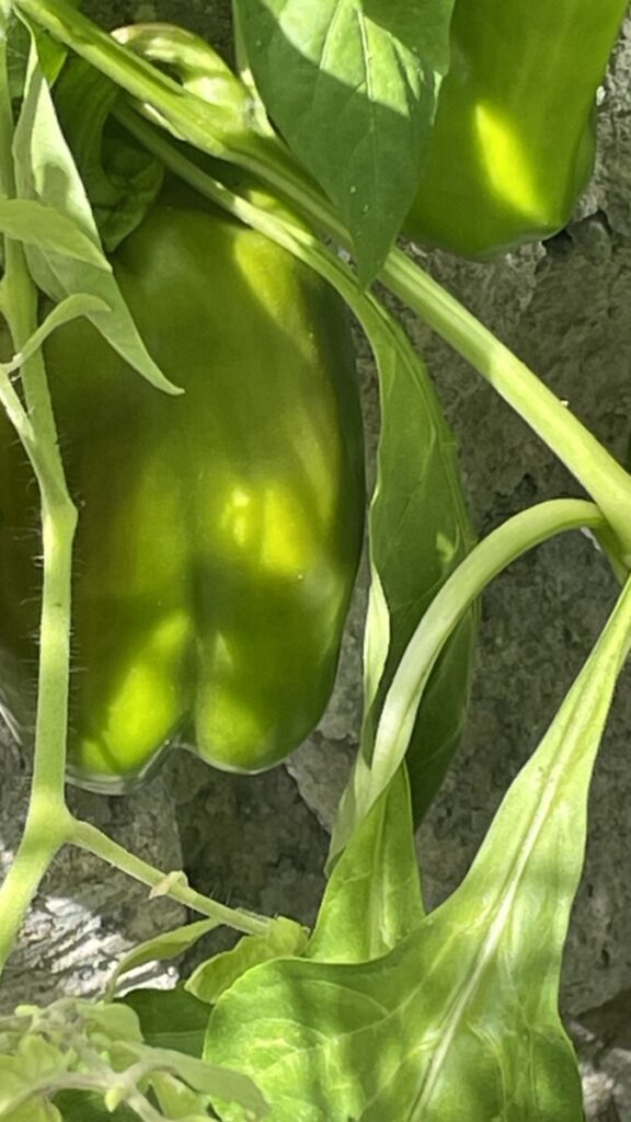 Paprikaplant met groene paprika’s