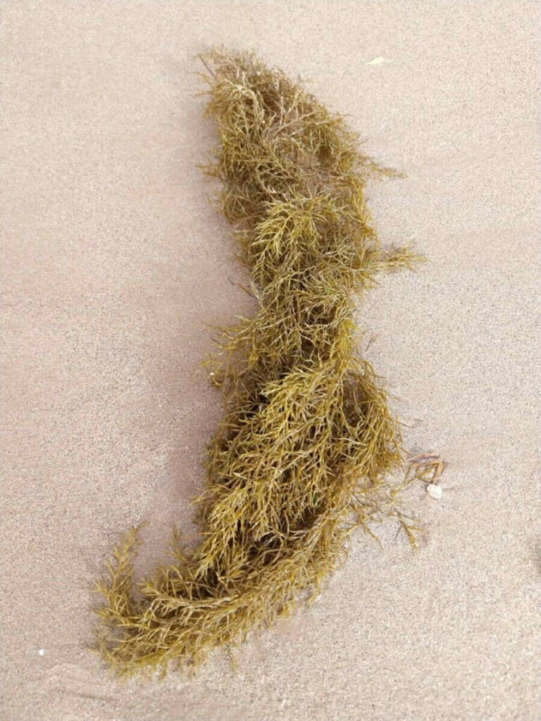 Algen kunnen tot 3 meter lang worden