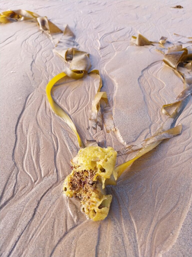 Algen hebben diverse kleuren en vormen