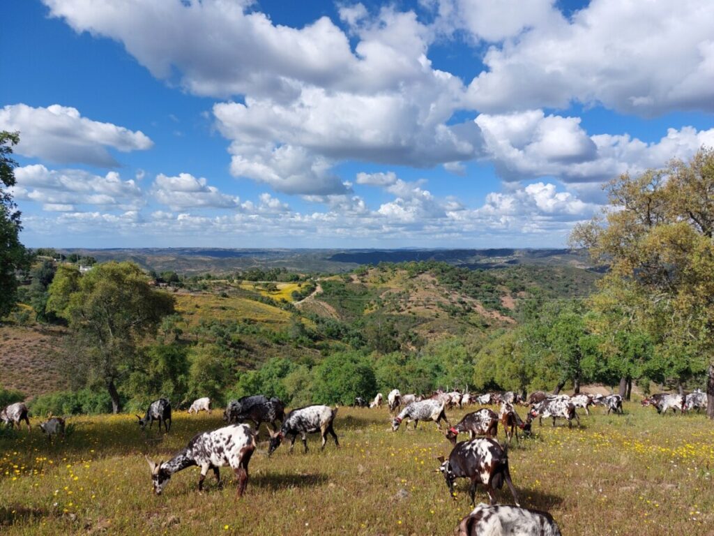 Kudde geiten in de Noord-Algarve in Portugal