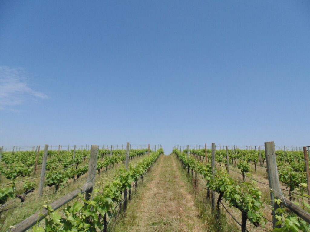 Nog jonge wijnranken in de Alentejo in Portugal.