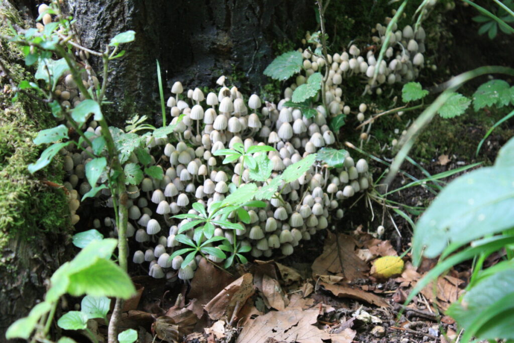Magic mushrooms ook voor geest verruimende activiteiten