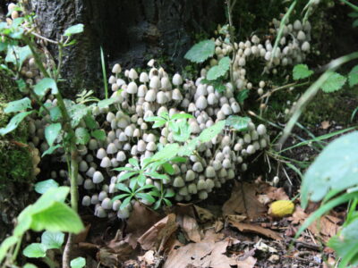 magic mushrooms