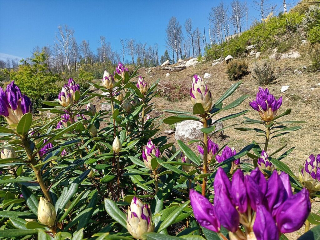 rhododendrons
