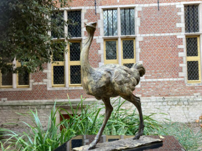 struisvogel ua
